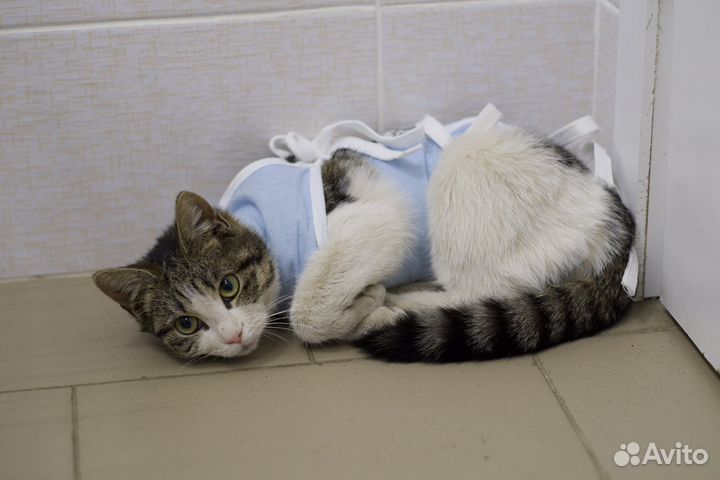 Муся (котёнок, 7-8 месяцев)