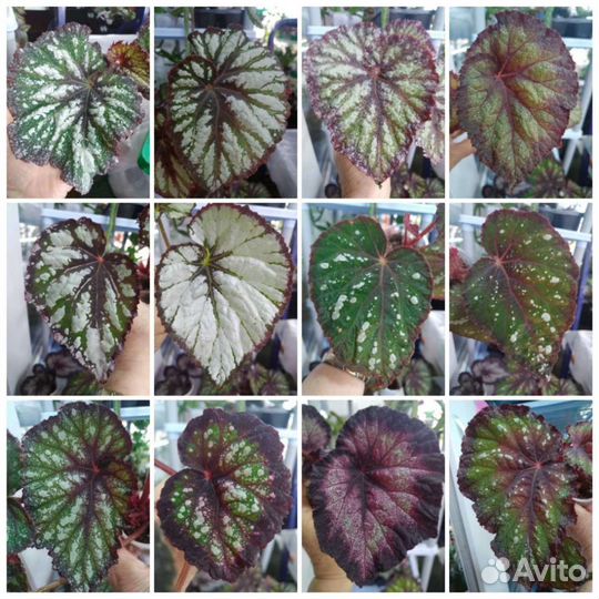 Бегонии декоративнолиственные