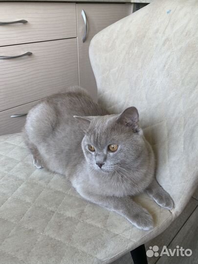 Вязка с британским котиком