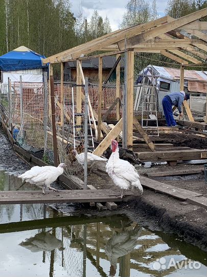 Индюки на племя