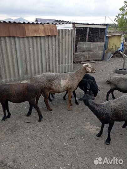 Продается баран