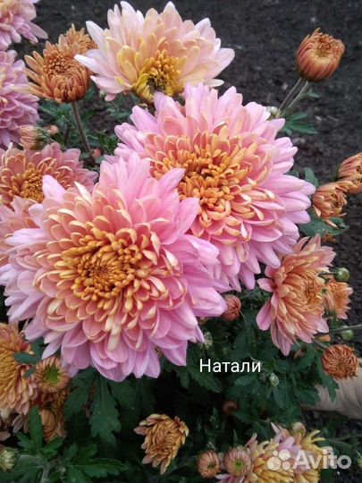 Черенки хризантемы