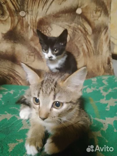 Домашние животные котята