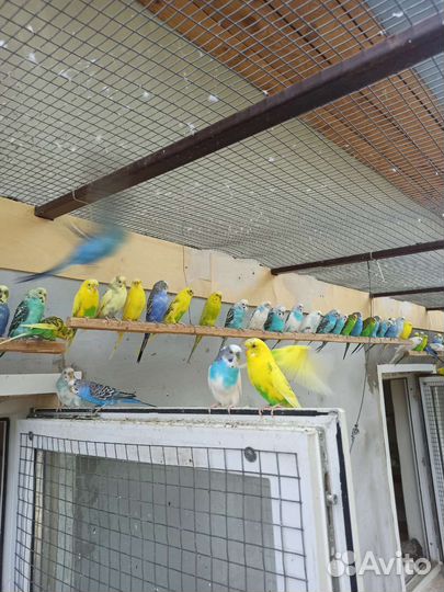 Кореллы и волнистые попугаи