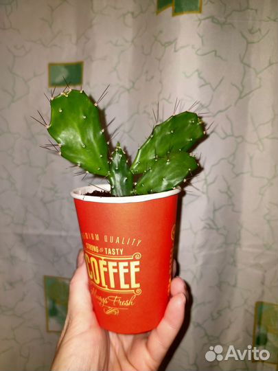 Кактус Опунция