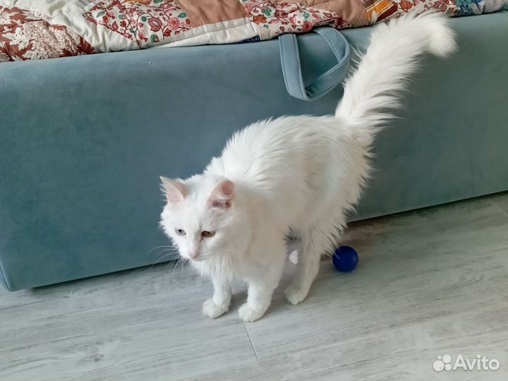 Продам кошку