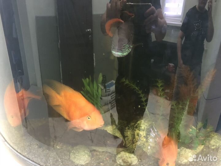Аквариум