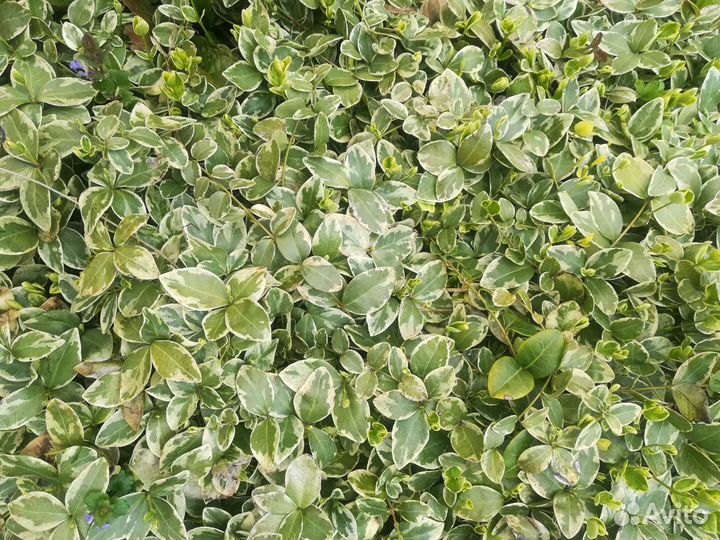 Почвопокровные растения для альпийской горки