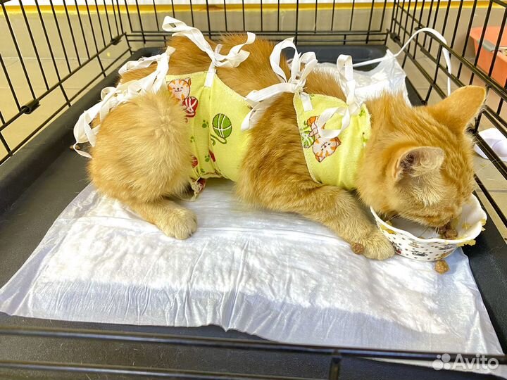 Кастрация,Стерилизация,Вакцинация кошек и собак