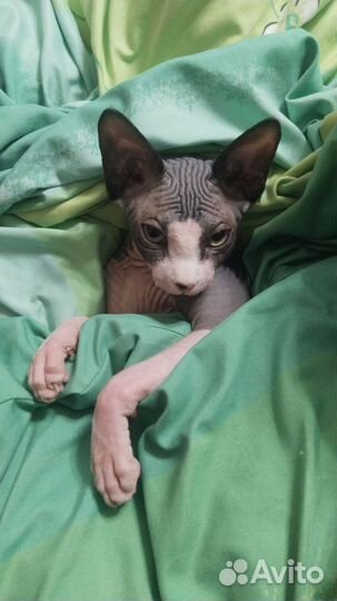 Канадский сфинкс