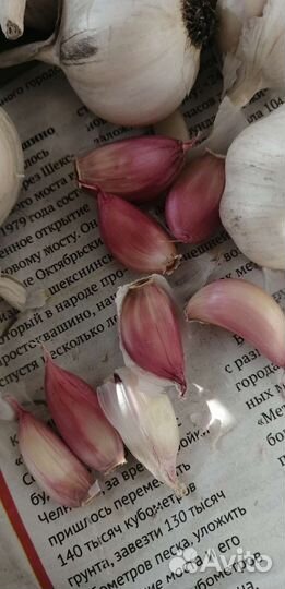 Чеснок летний на посадку