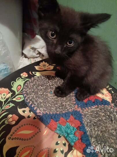 Котики бесплатно