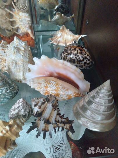 Раковины морские
