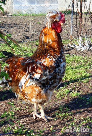 Цыплята.Петухи.Инкуб.яйцо