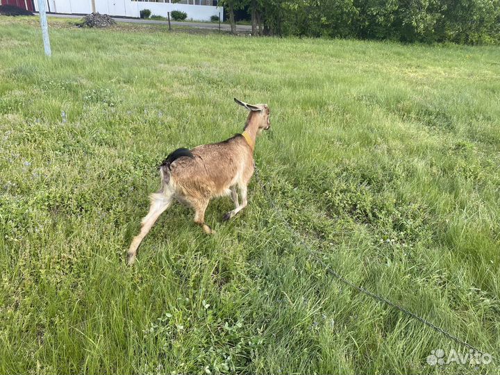 Нубийская коза