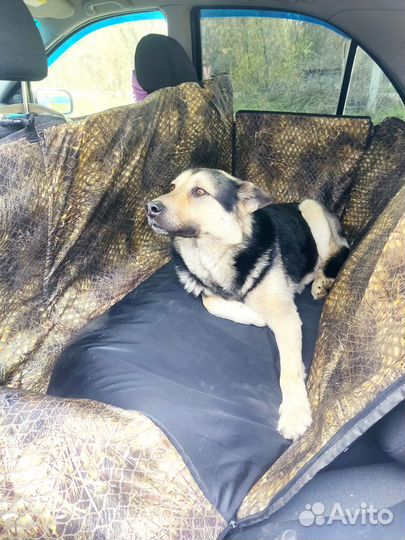 Гамак для перевозки собак