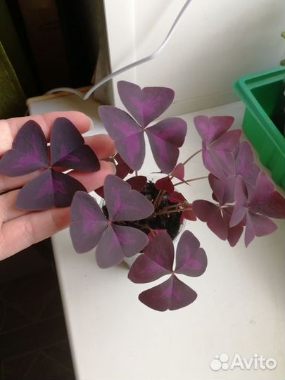 Кислица (Оксалис)