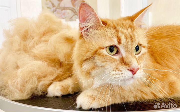 Грумер Стрижка собак и кошек