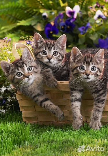 Котята в добрые руки