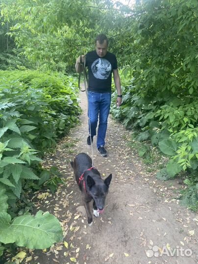 Бесплатно небольшая собака из приюта