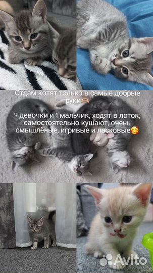 Котята в добрые руки