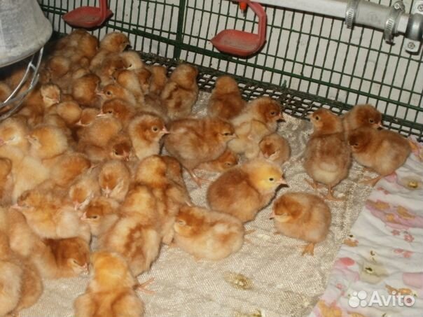 Цыплята ломан браун,утята