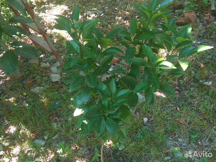 Саженцы апельсина, Вашингтон