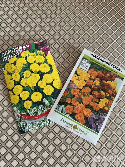 Рассада бархатцы