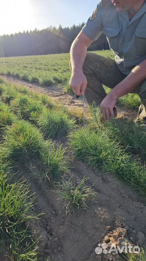 Сеянцы сосны окс