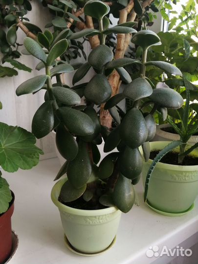 Толстянка (денежное дерево)