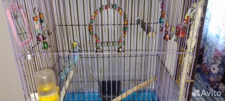 Волнистый попугай