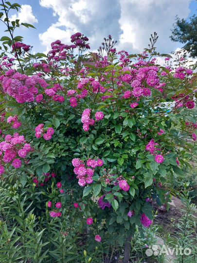 Саженцы роз плетистая