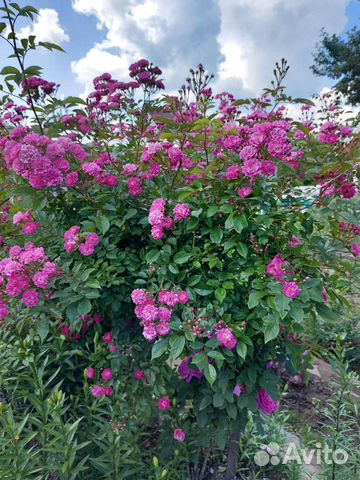 Саженцы роз плетистая