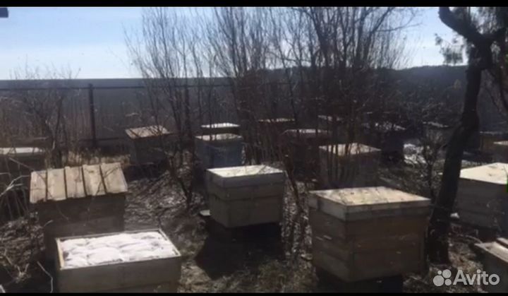 Продам пасеку