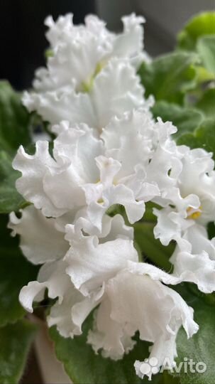 Фиалка в горшках