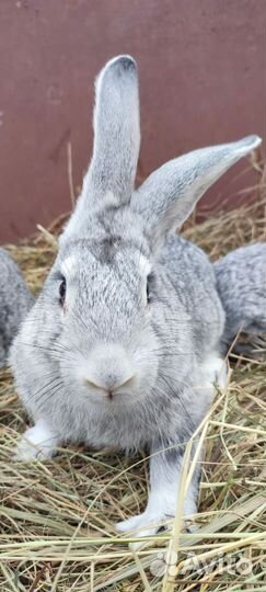 Советская шиншилла