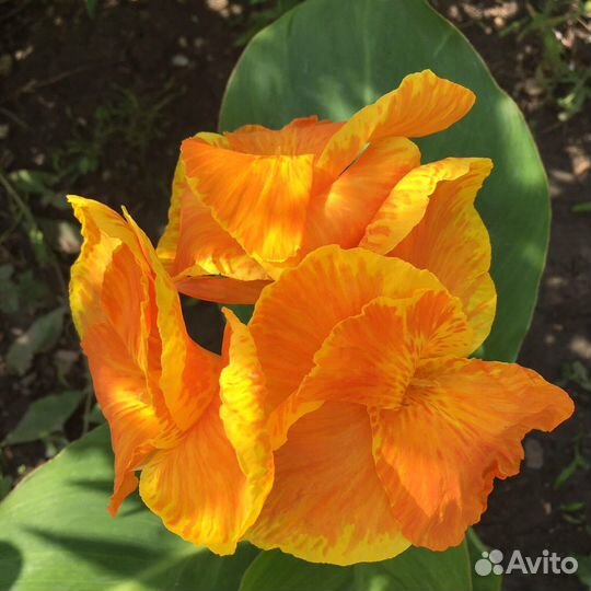 Канны сортовые