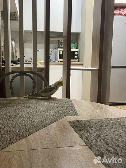 Корелла девочка 5 мес