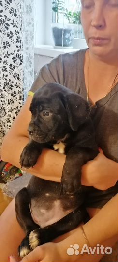 Щенки кане Корсо