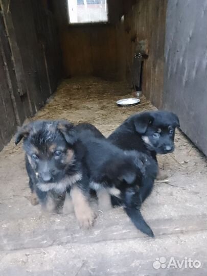 Немецкая овчарка