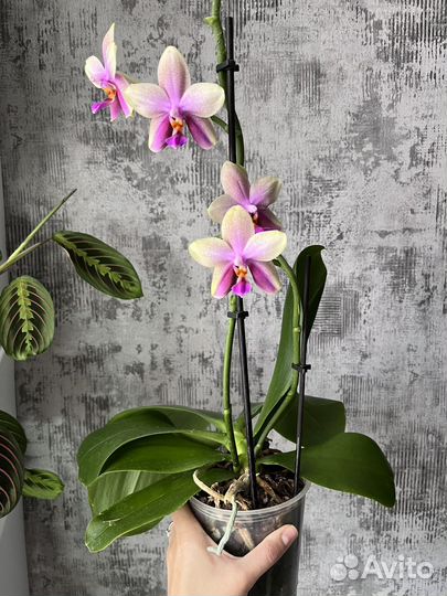 Орхидея голандия