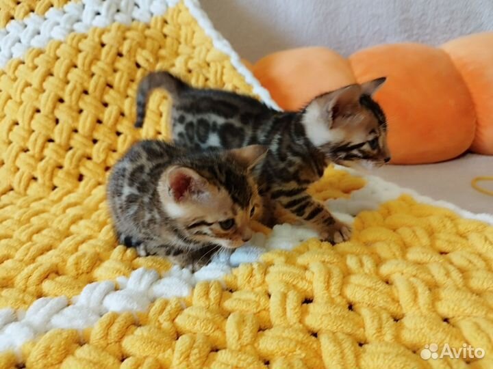 Бенгальские котята
