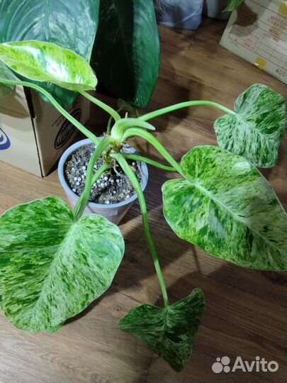 Филодендрон Гигантум вариегатный