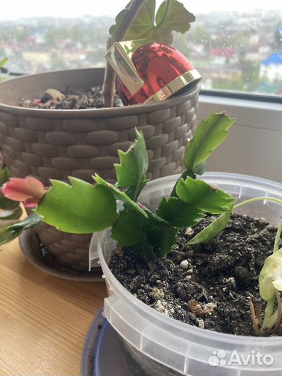 Цветок декабрист белый