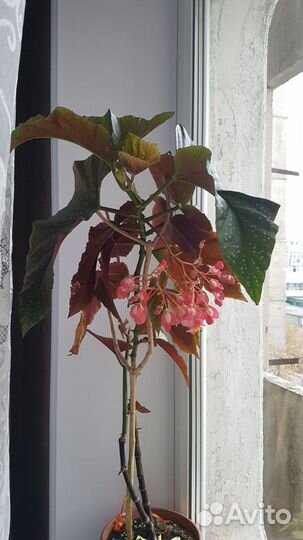 Комнатные цветы