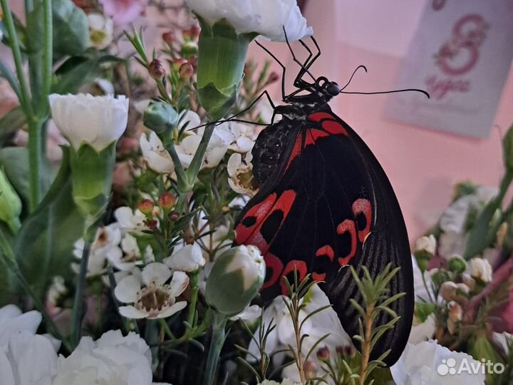 Бабочки из мини-фермы