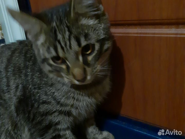 Кот, Котёнок