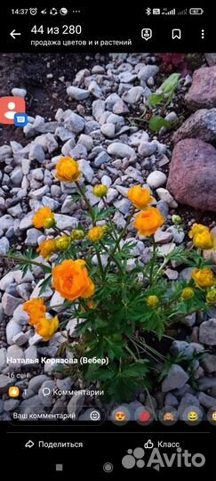 Многолетники