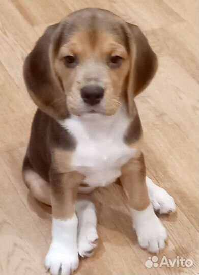 Щенки бигль