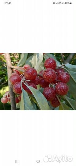 Шефедия (облепиха культурная)